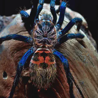 /img/14950-greenbottle-blue-tarantula-7.webp