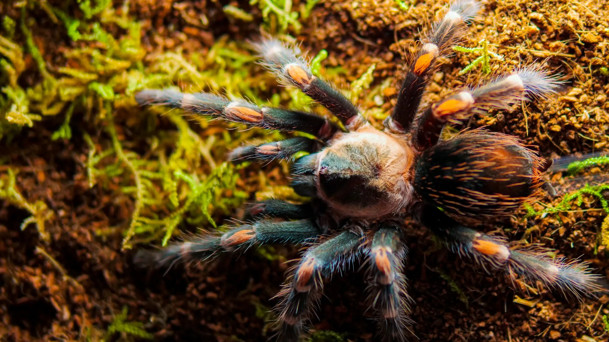 14953 tarantula lifespan