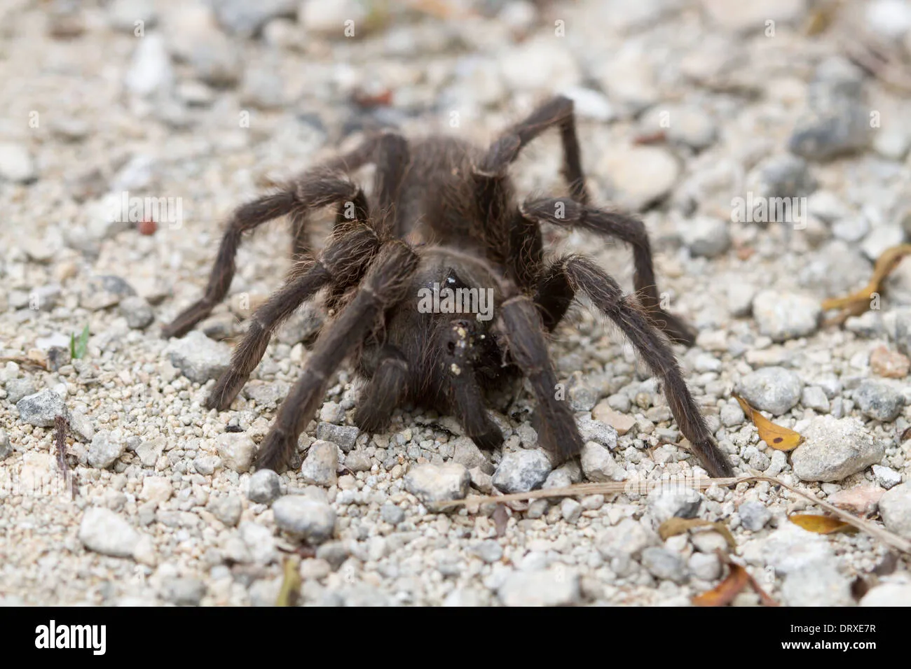 /img/14953-tarantula-observation.webp