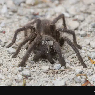 /img/14953-tarantula-observation.webp