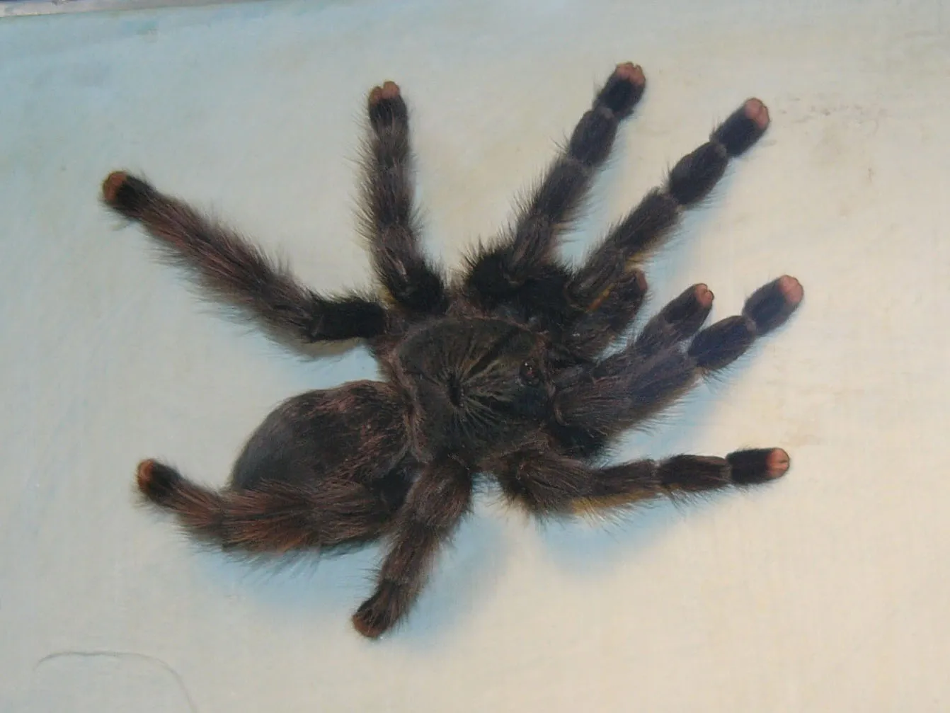 14953 tarantula species