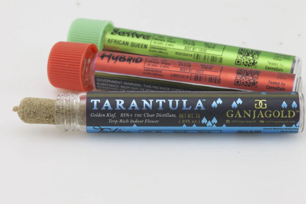 /img/14955-tarantula-ganjagold-breeding.webp