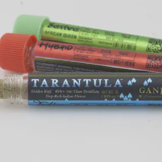 /img/14955-tarantula-ganjagold-breeding.webp