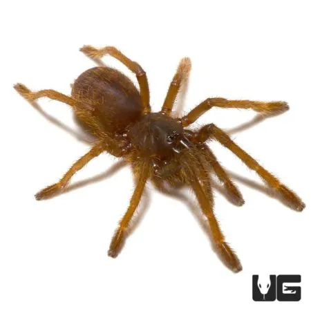14955 tarantula ganjagold overview