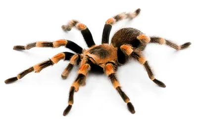 14956 red knee tarantula enclosure