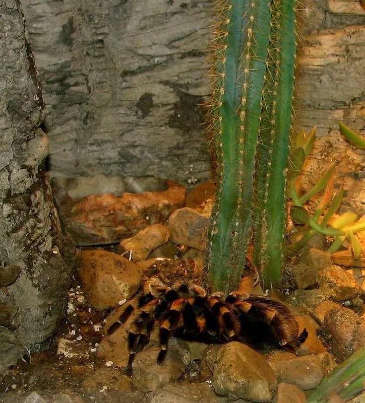 14956 red knee tarantula feeding