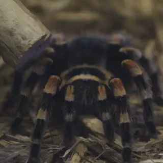 /img/14956-red-knee-tarantula-handling.webp