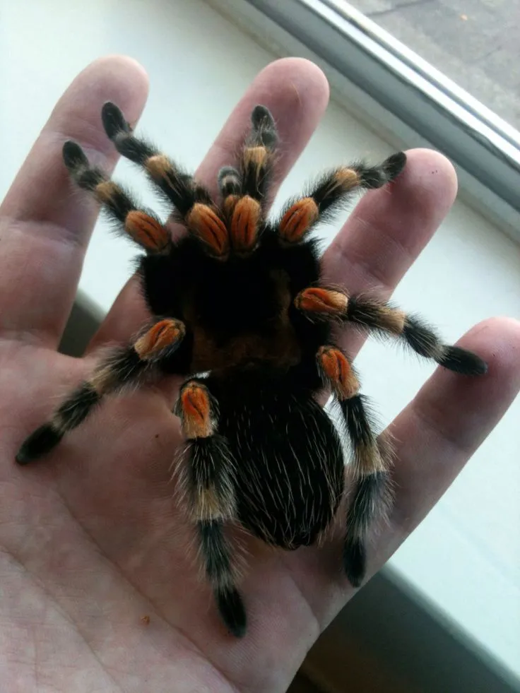 14956 red knee tarantula temperature