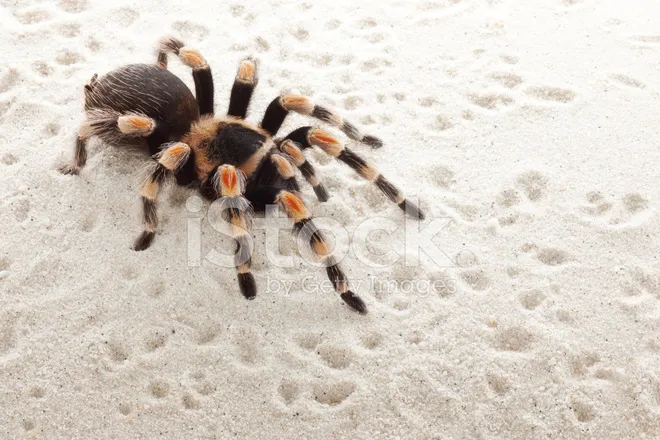 14956 red knee tarantula water