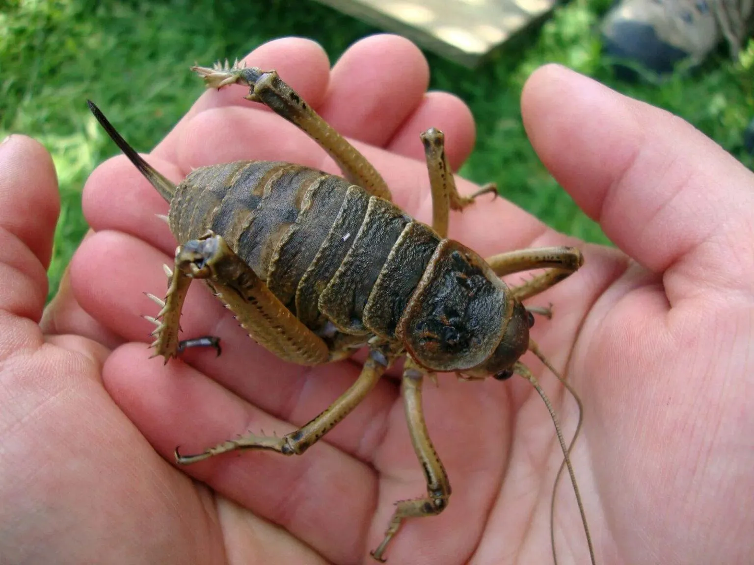 14957 giant weta habitat