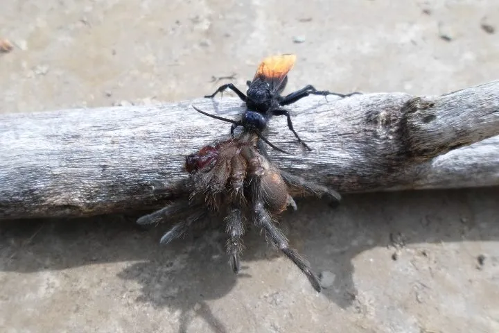 14957 tarantula feeding