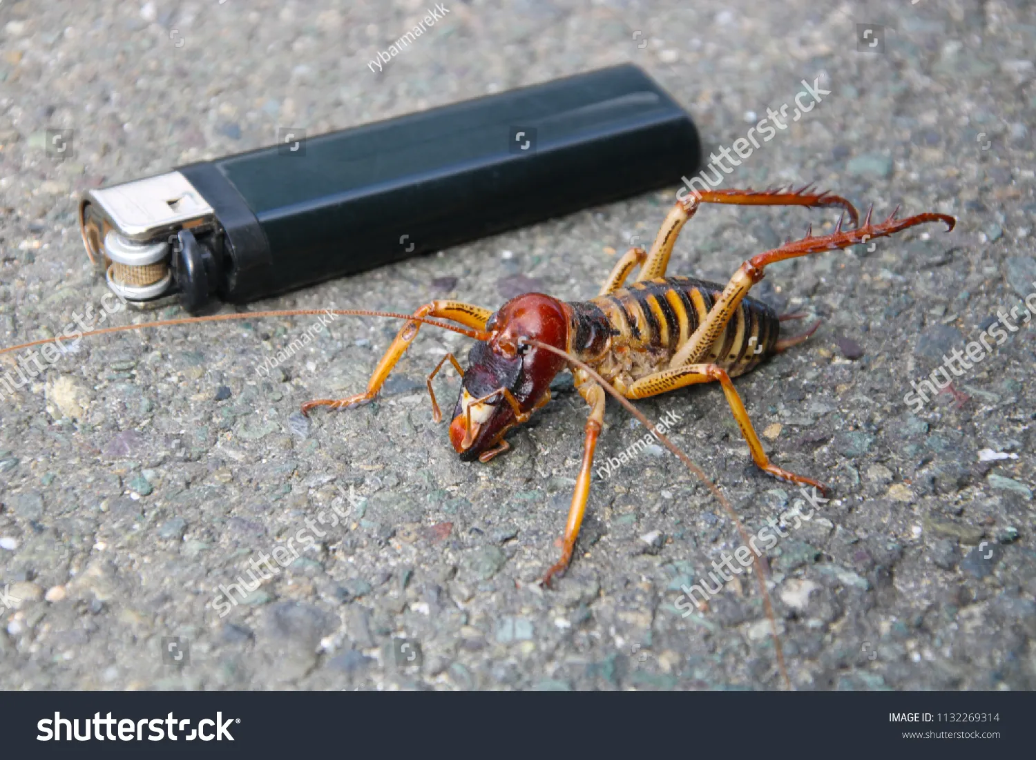 /img/14957-weta-defenses.webp