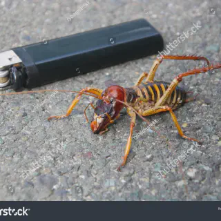 /img/14957-weta-defenses.webp