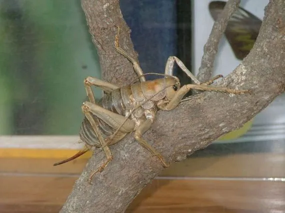 14957 weta feeding