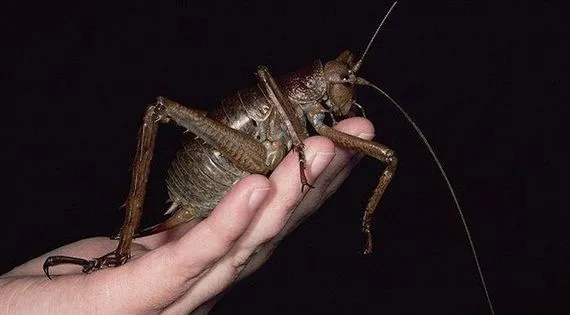 14957 weta vs tarantula size