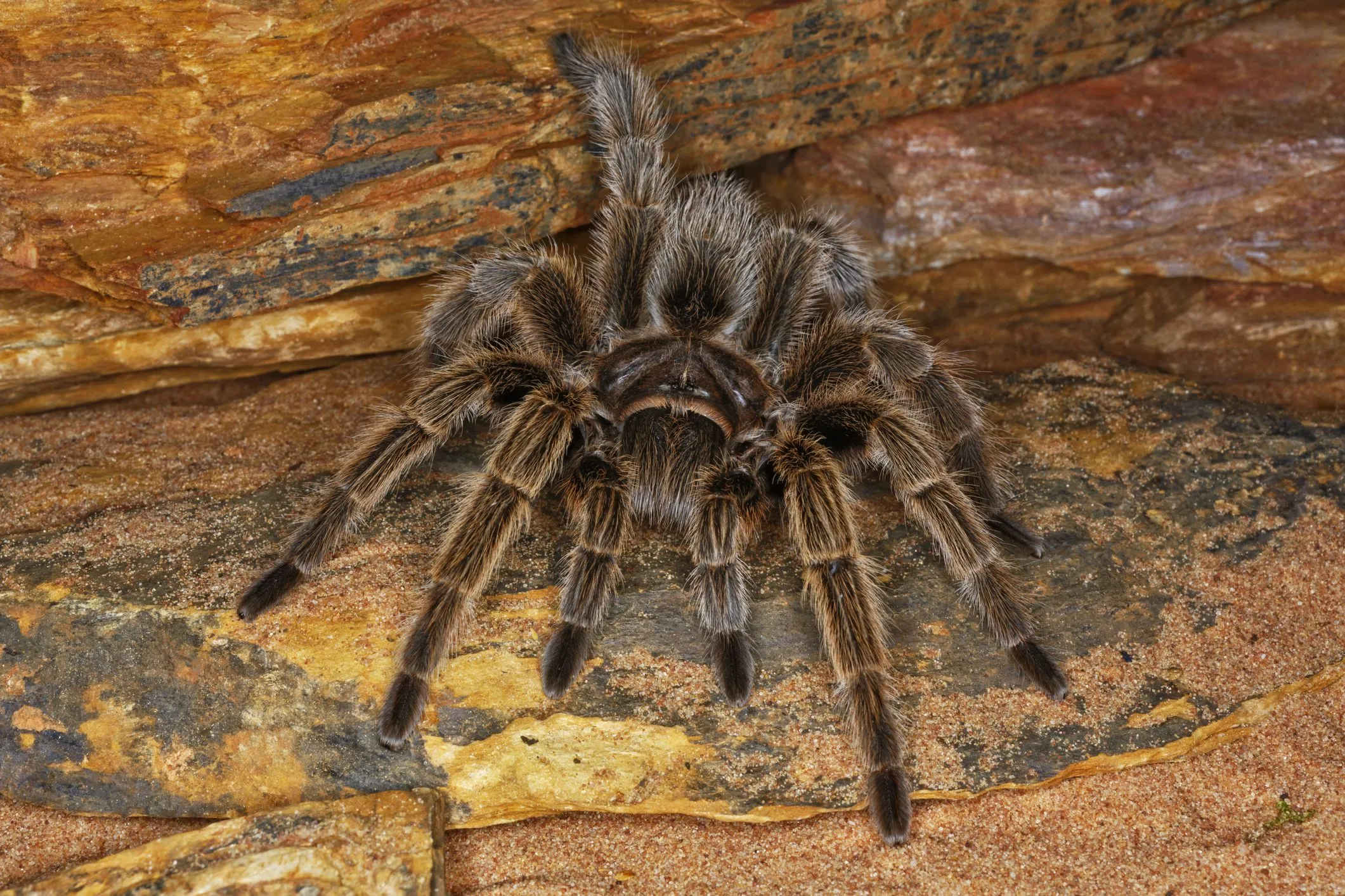 14958 cleaning tarantula enclosure