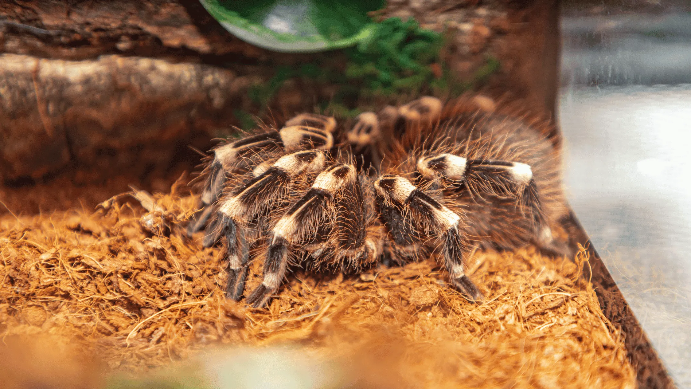 14958 tarantula drinking