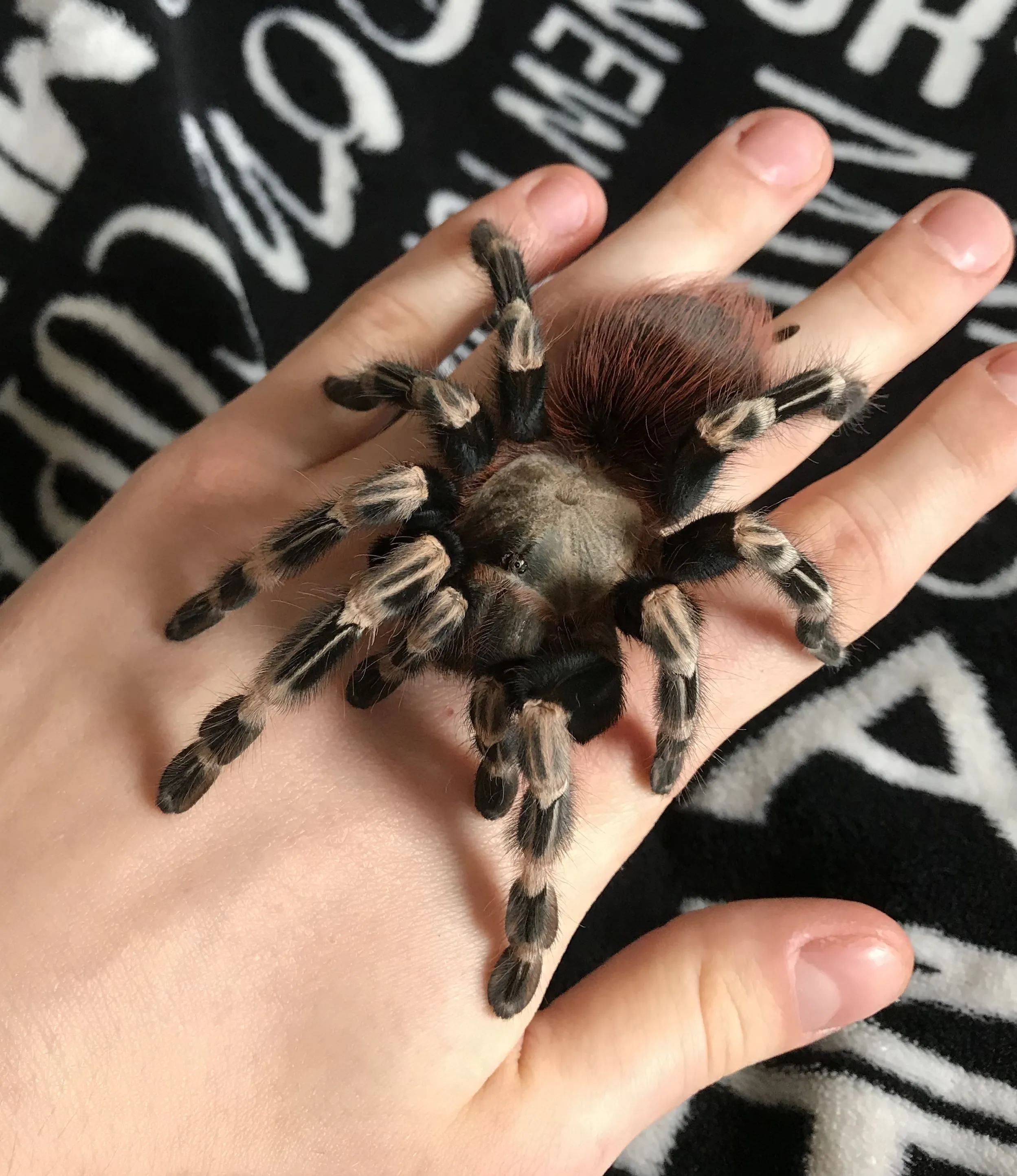 14958 tarantula handling