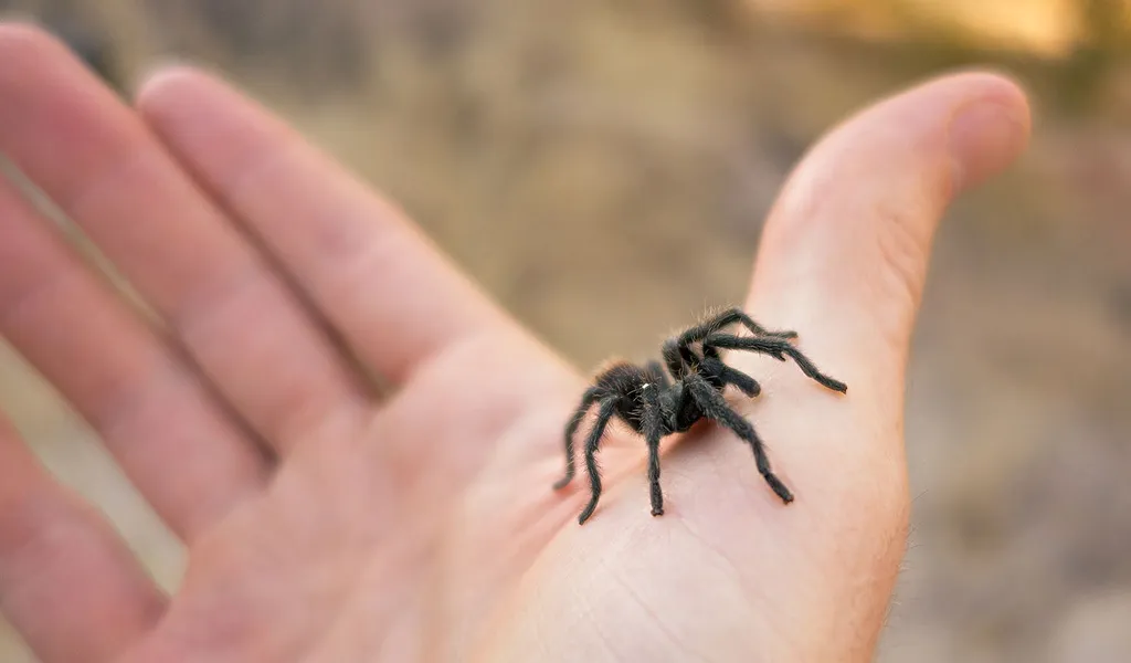 /img/14958-tarantula-pet-2.webp
