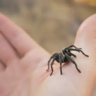 /img/14958-tarantula-pet-2.webp
