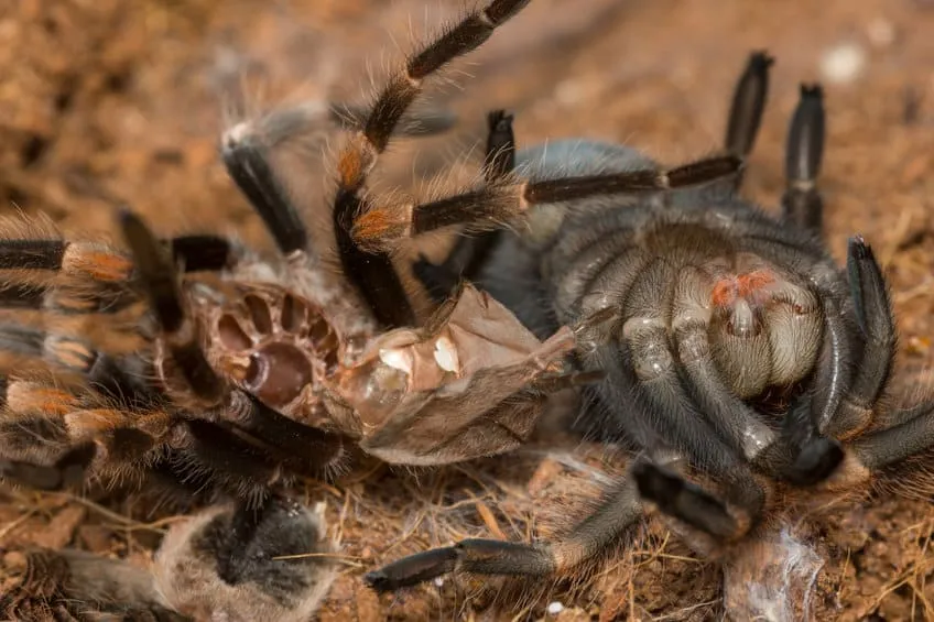 14959 molting tarantula