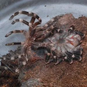 14959 tarantula species