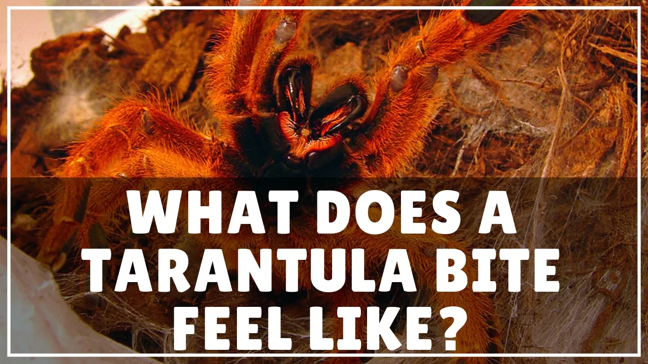 14961 tarantula bite wound image3