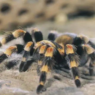 /img/14961-tarantula-bite-wound-image7.webp