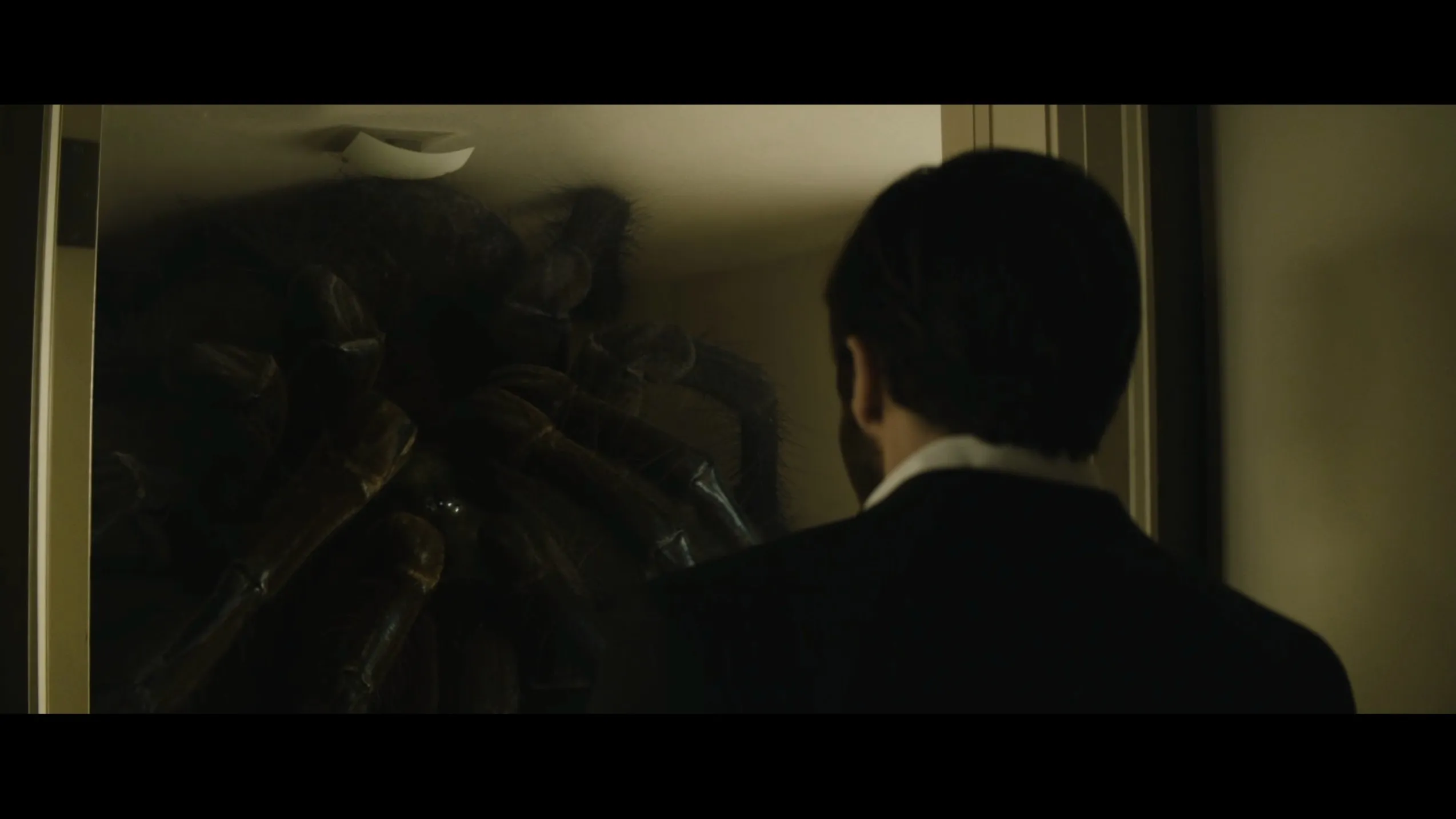 /img/14962-tarantula-behavior.webp
