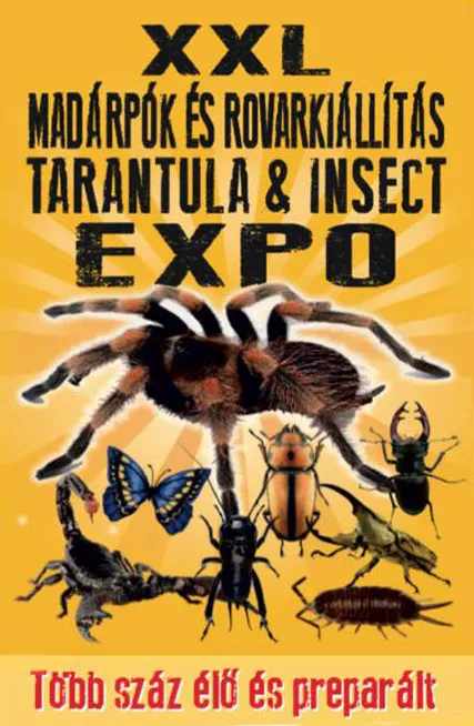/img/14963-xxl-tarantula-new-owner.webp