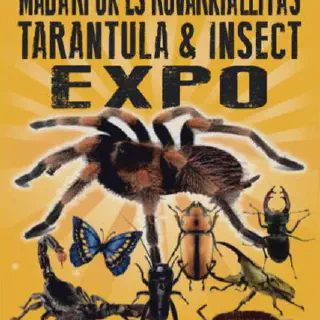 /img/14963-xxl-tarantula-new-owner.webp