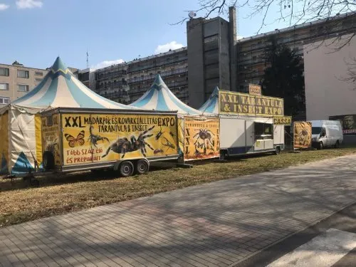 14963 xxl tarantula pet owner