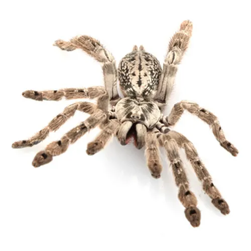/img/14964-ornamental-baboon-tarantula-cleaning.webp