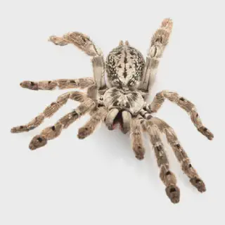 /img/14964-ornamental-baboon-tarantula-cleaning.webp