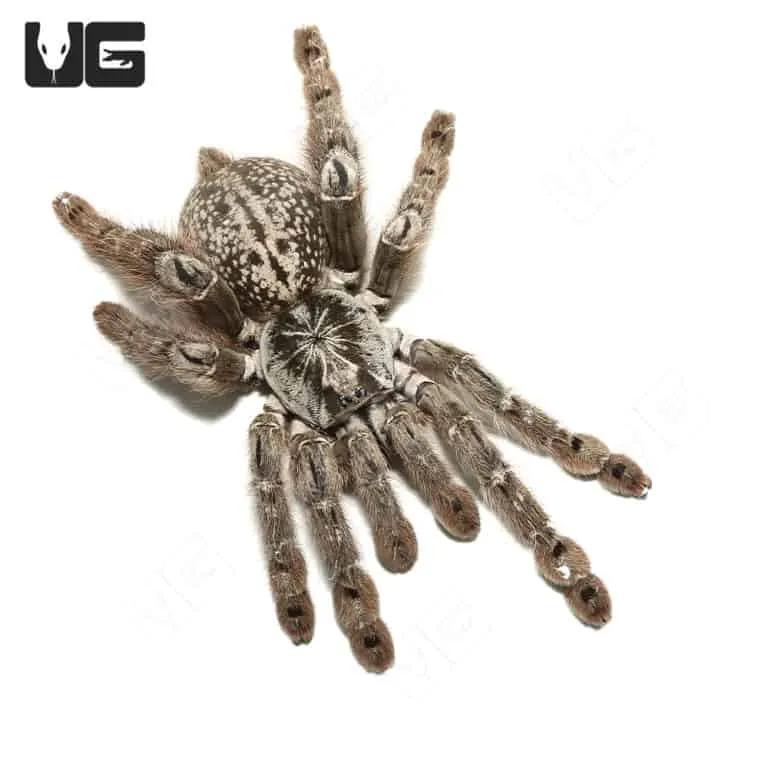 14964 ornamental baboon tarantula feeding