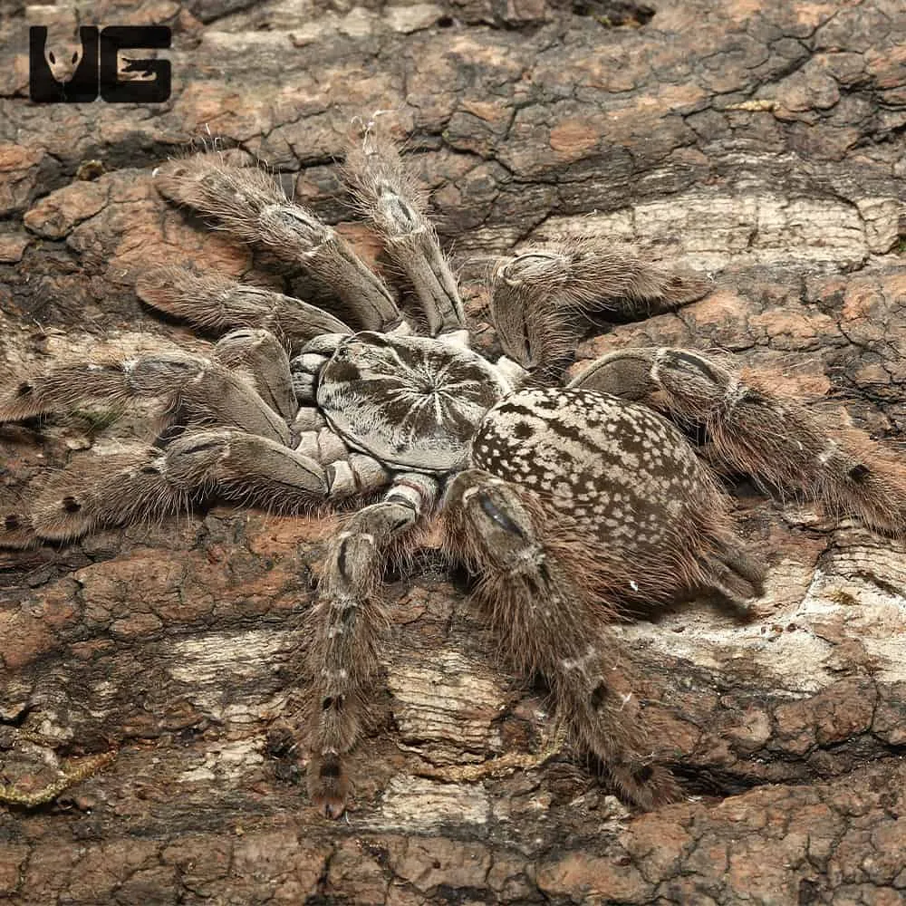 14964 ornamental baboon tarantula handling