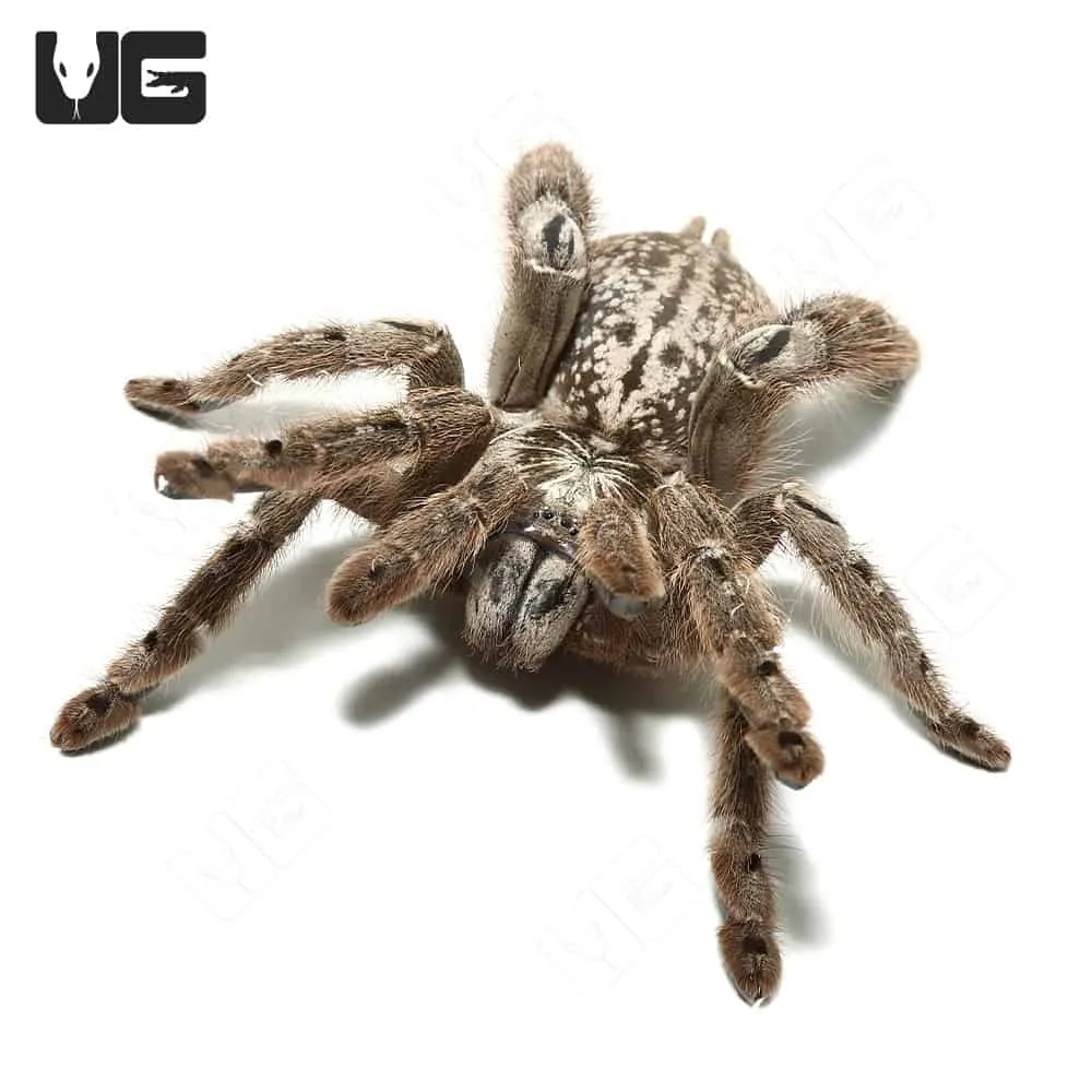 14964 ornamental baboon tarantula substrate