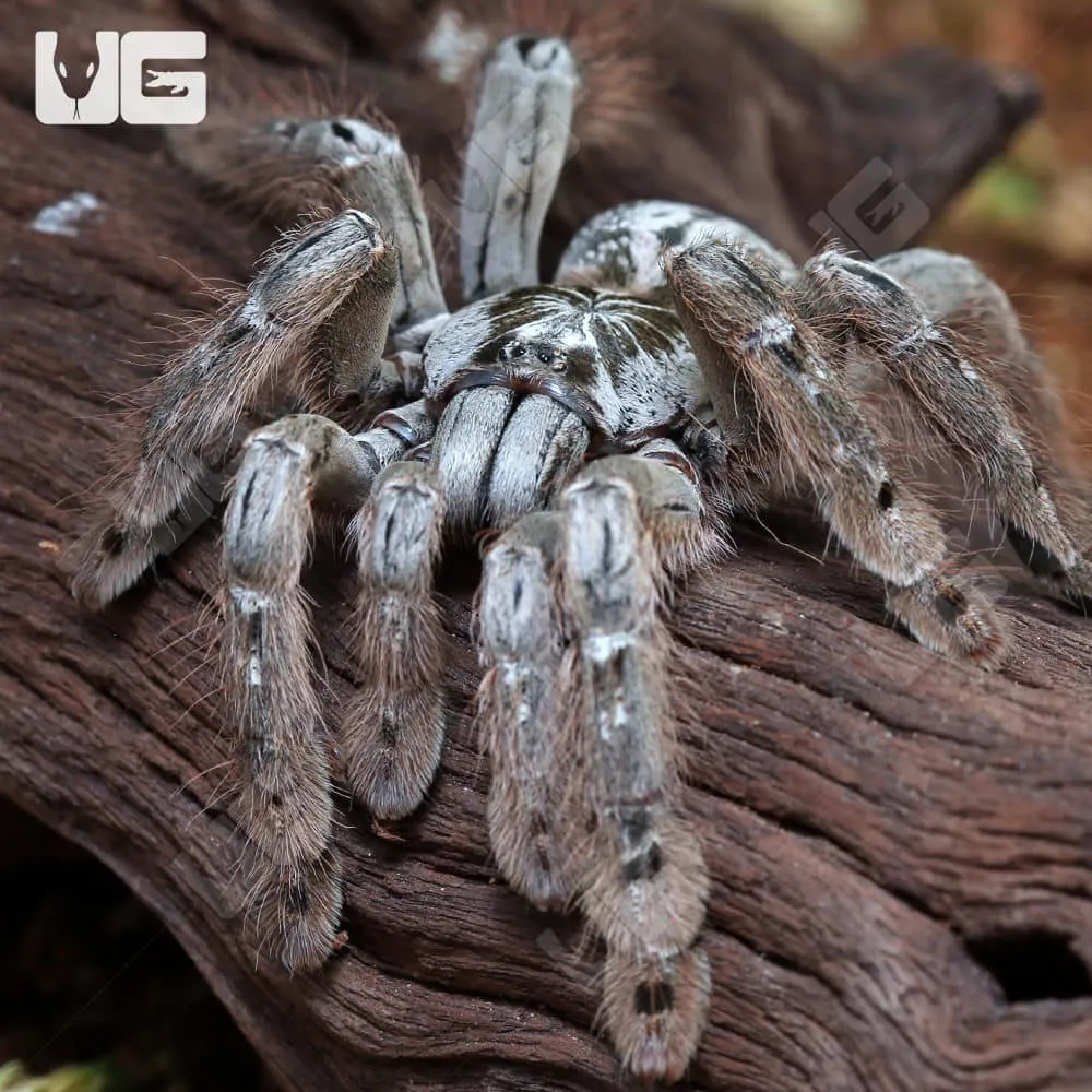 14964 ornamental baboon tarantula temperature