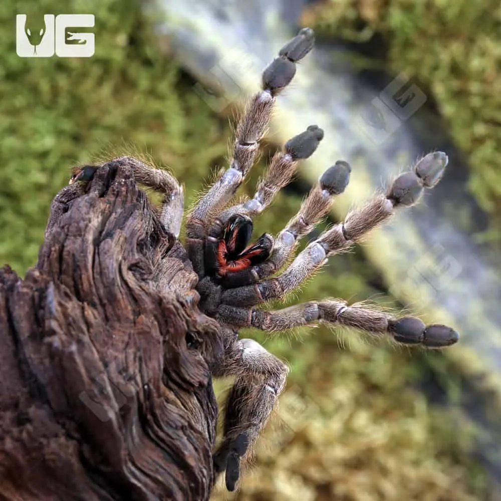 14964 ornamental baboon tarantula water