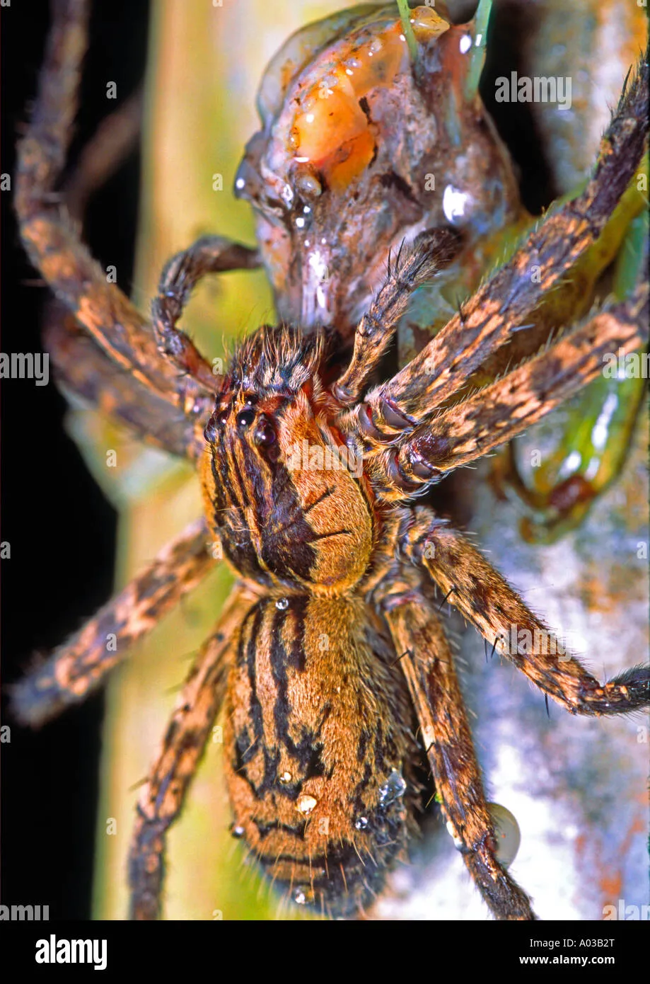 14965 tarantula diet