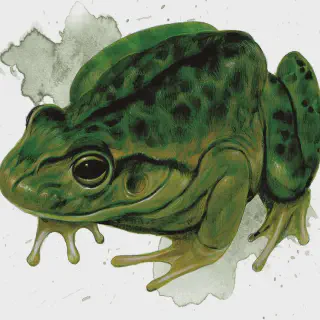 /img/14965-tarantula-frog-benefits.webp