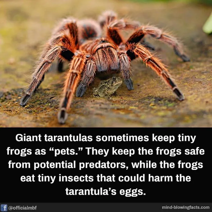 14965 tarantula unique features