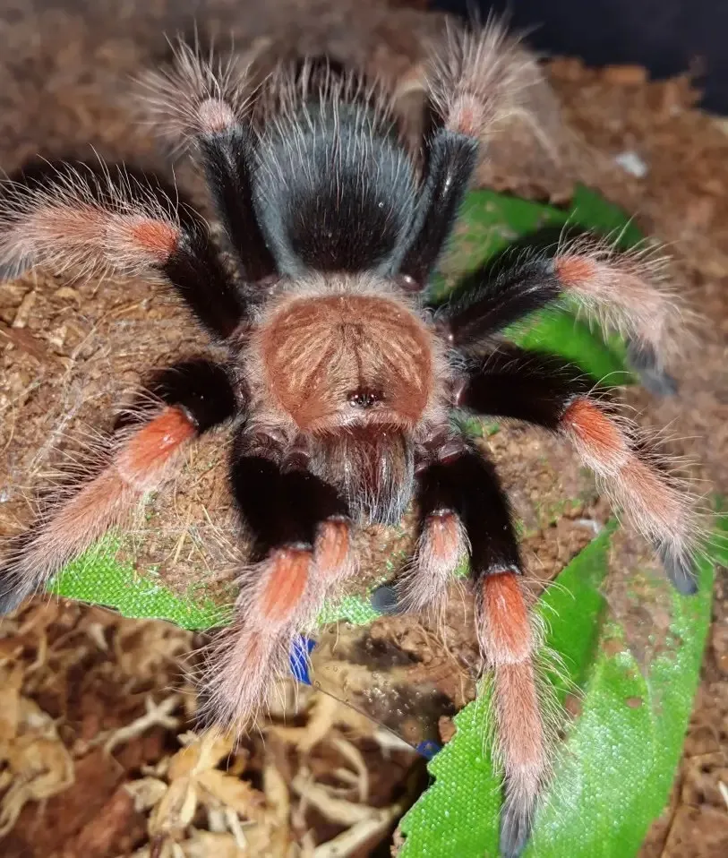 14967 flame leg tarantula enclosure