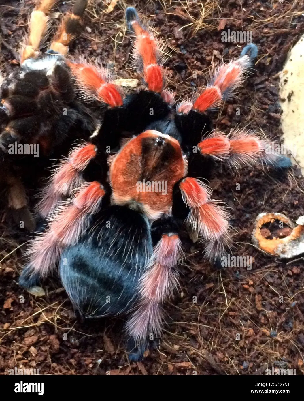 14967 flame leg tarantula feeding