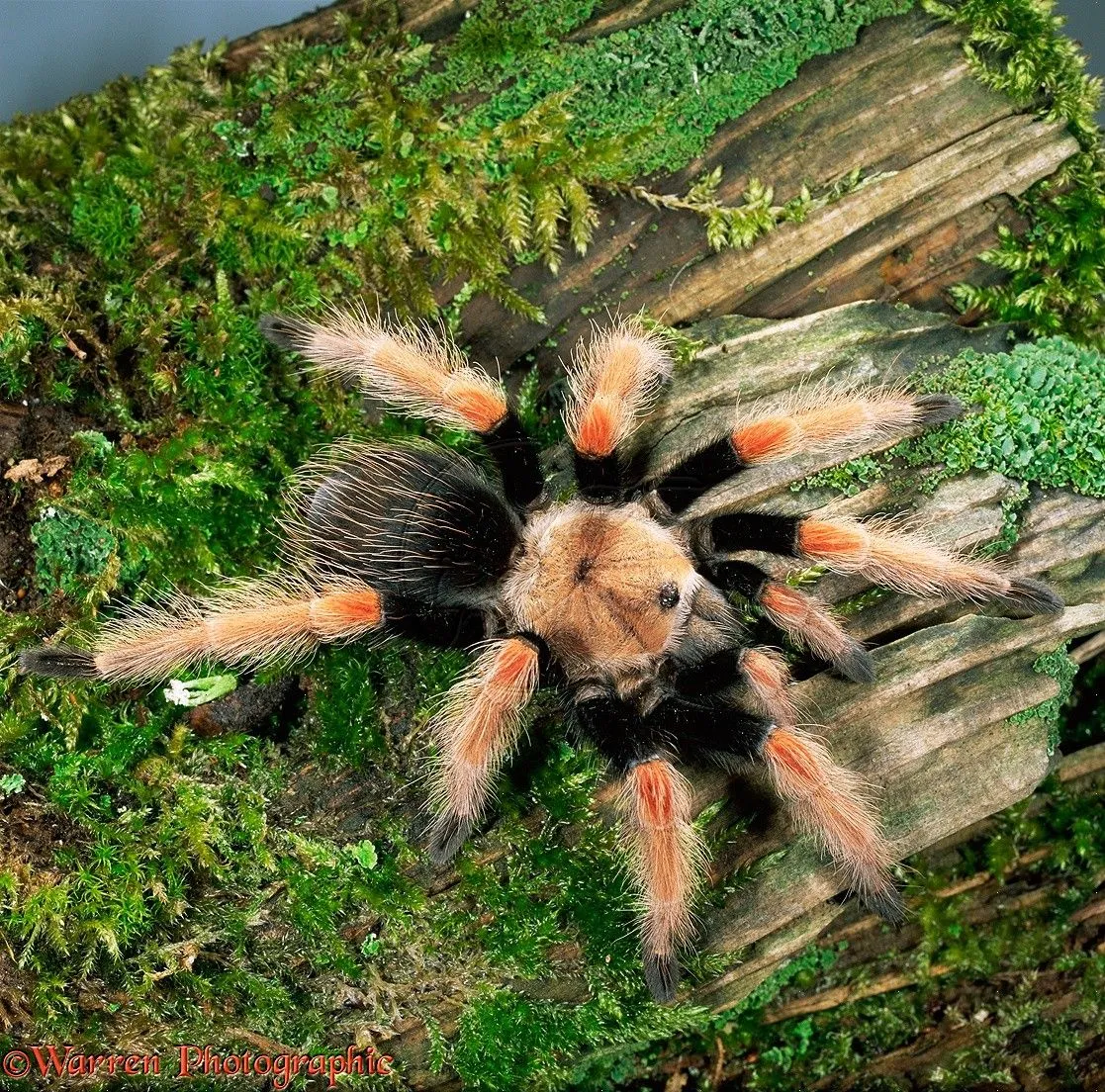 14967 flame leg tarantula handling