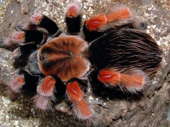 14967 flame leg tarantula introduction