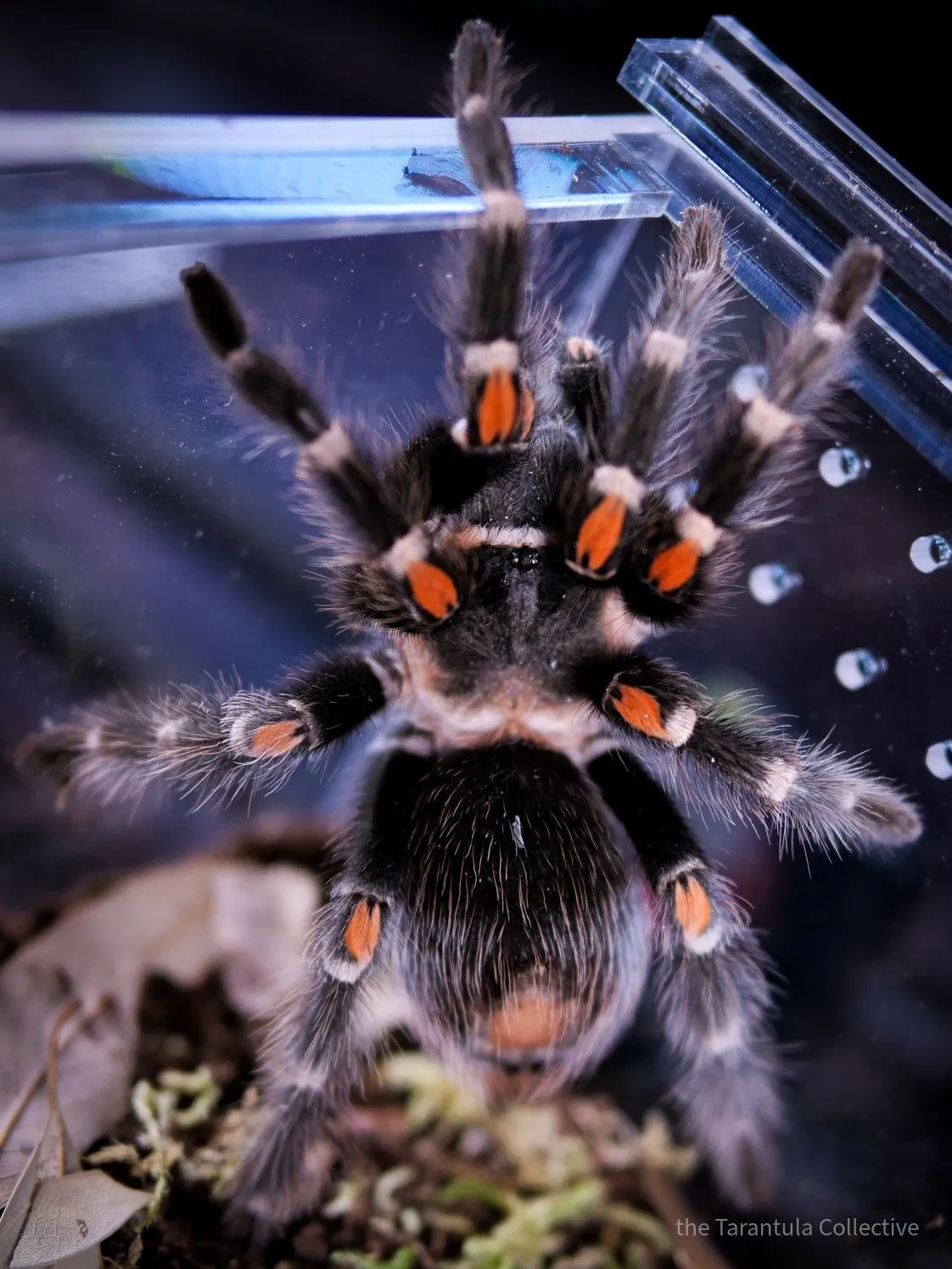 /img/14967-flame-leg-tarantula-molting.webp