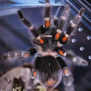 /img/14967-flame-leg-tarantula-molting.webp