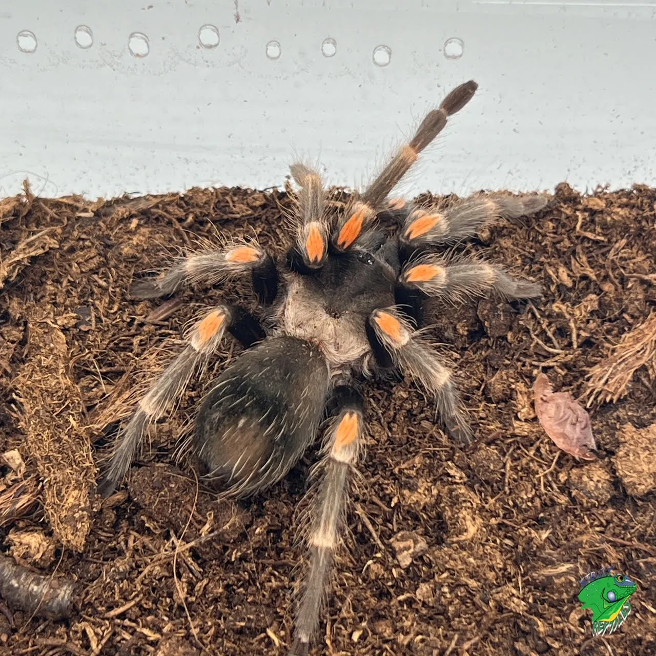 14967 healthy flame leg tarantula