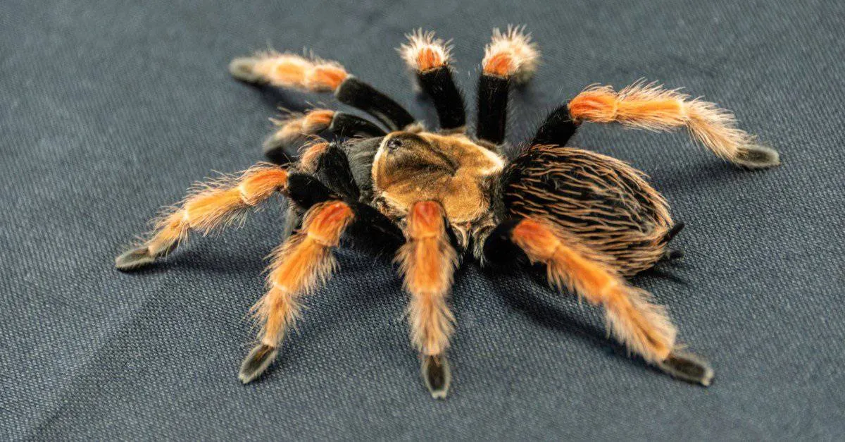 14970 tarantula eating cricket